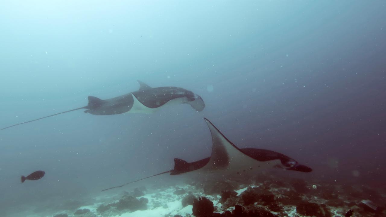 Absolute Scuba Bali Dive Resort Падангбай Экстерьер фото